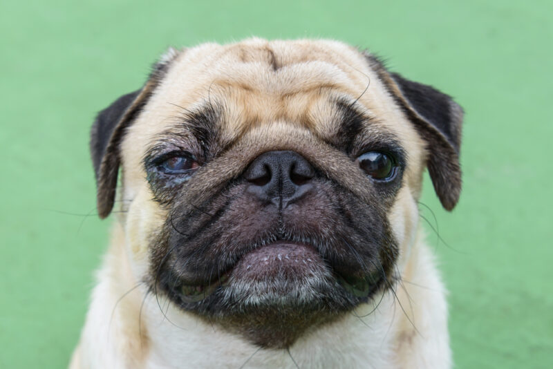 pug dog with eye injury