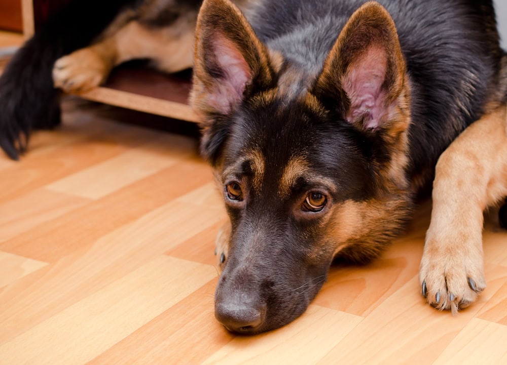 sad German shepherd dog in a crate