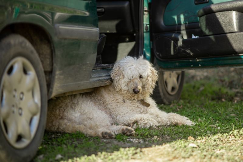 white dog is resting under the car on the green grass