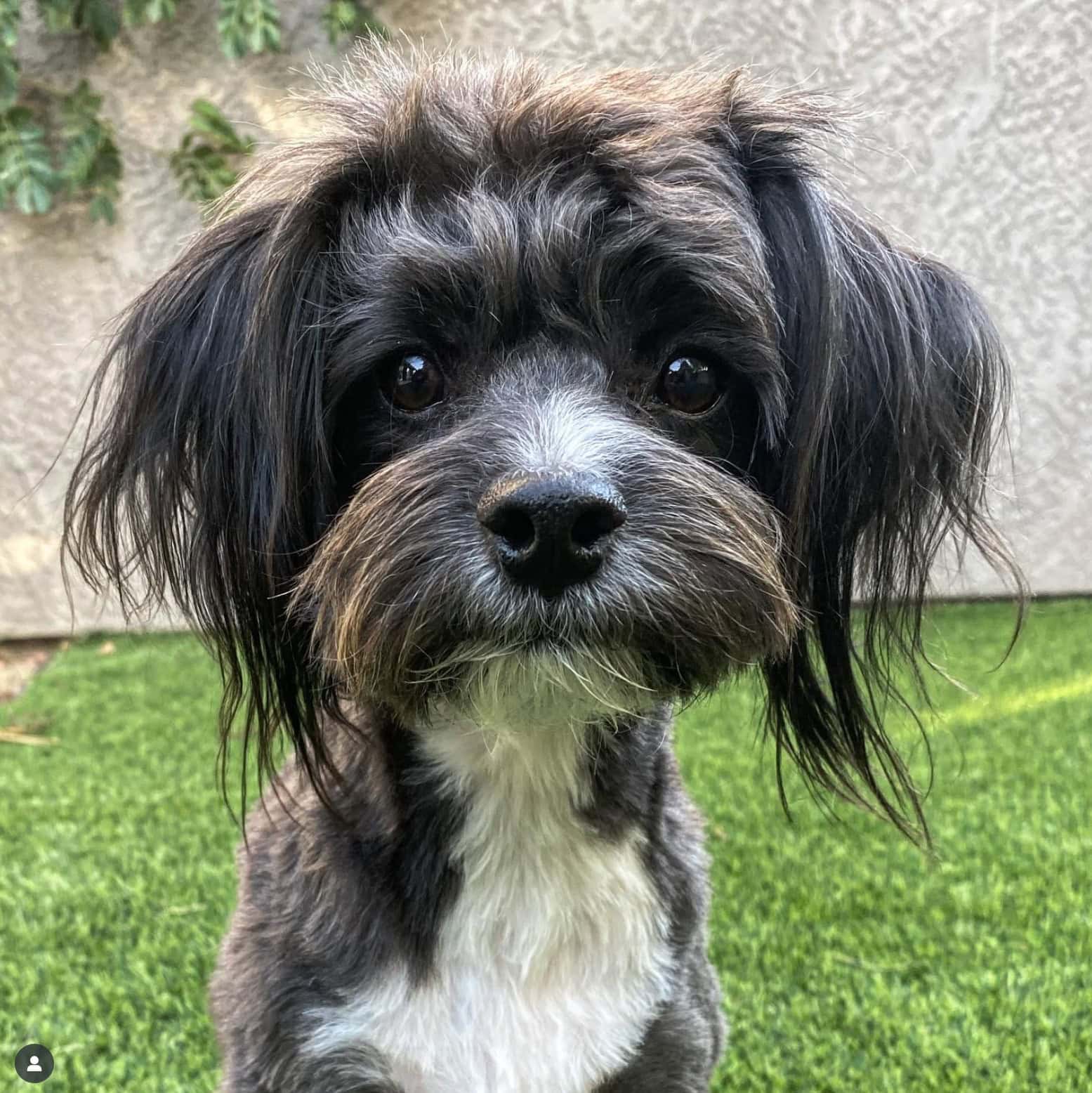 yorkie poo with haircut