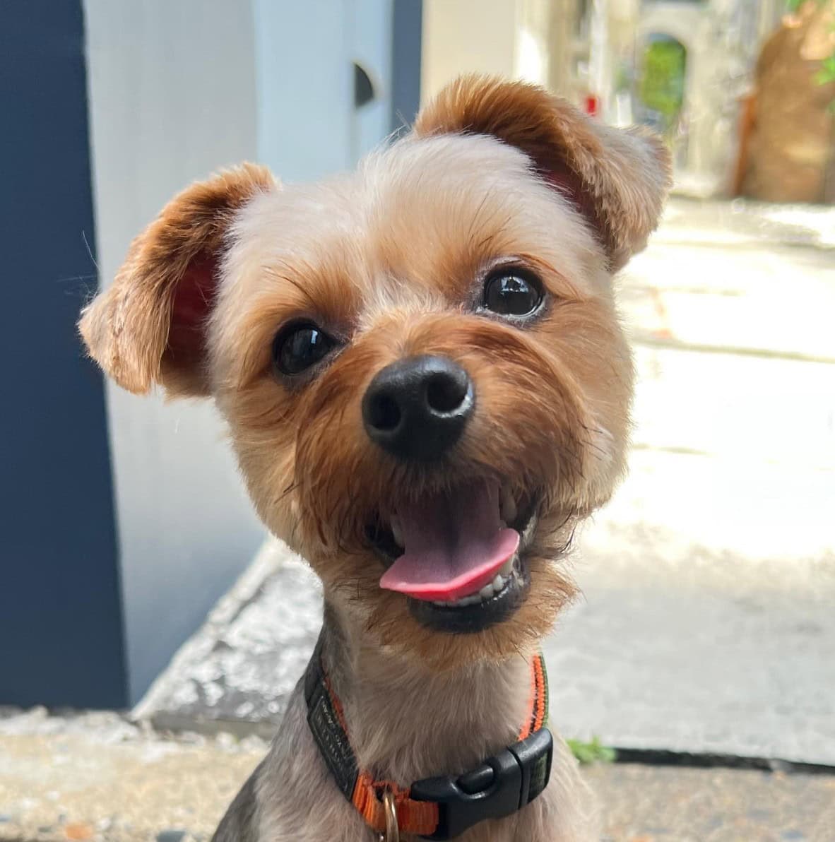 yorkie poo with summer haircut