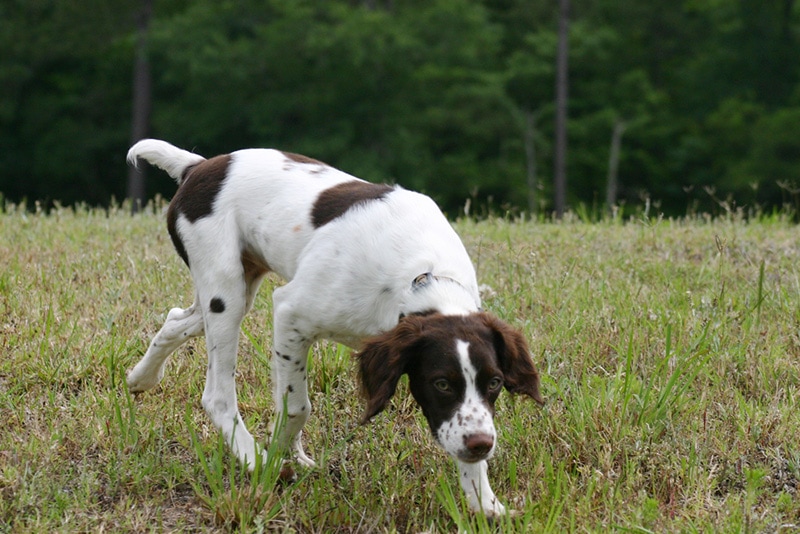 American Brittany Spaniel Puppy hunting in park