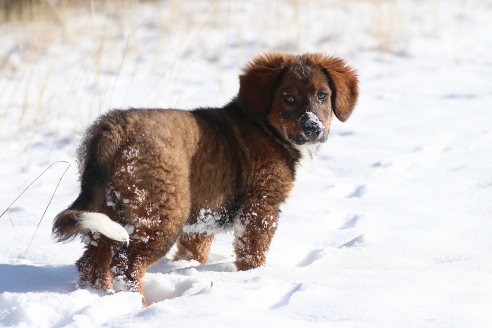 English Shepherd puppy