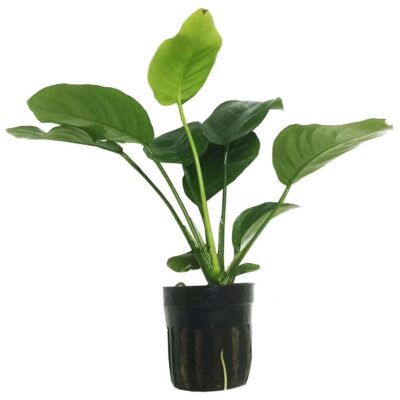 GreenPro Anubias Barteri