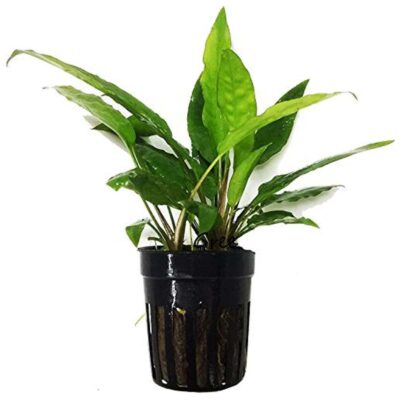 GreenPro Potted Cryptocoryne Usteriana