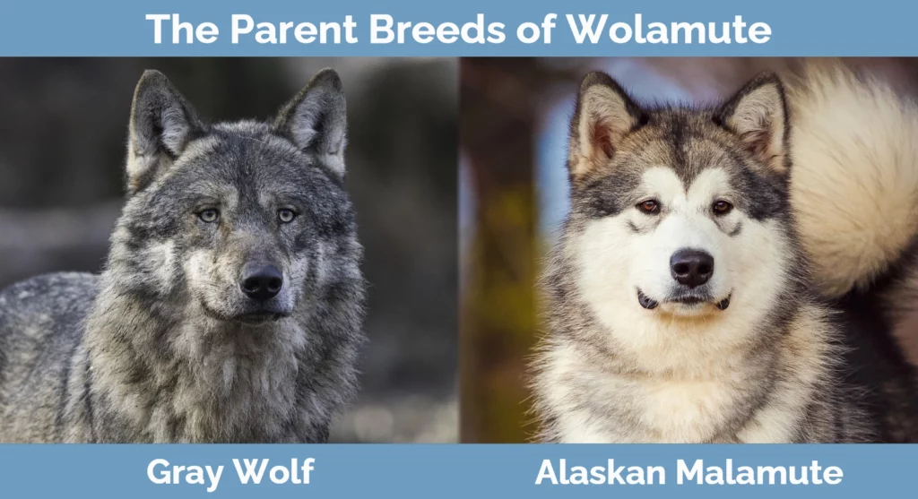 The parent breeds of Wolamute