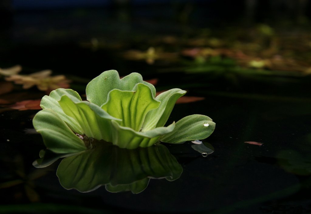 water lettuce