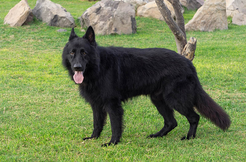 adult czech german shepherd dog at the park