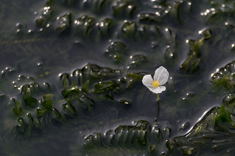 anacharis aquatic plant with flower growing in the stream