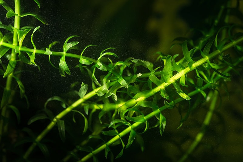 anacharis or elodea aquatic plant up close