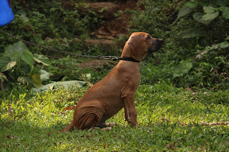 bully kutta sitting on the grass