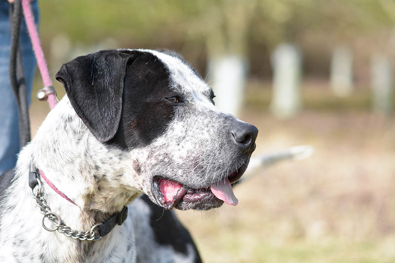 close up bully kutta with collar and leash