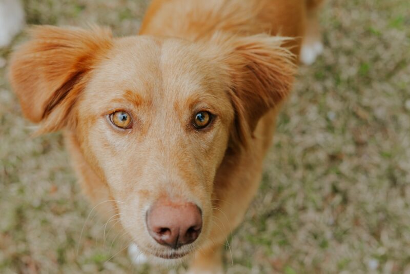 dog with amber eyes