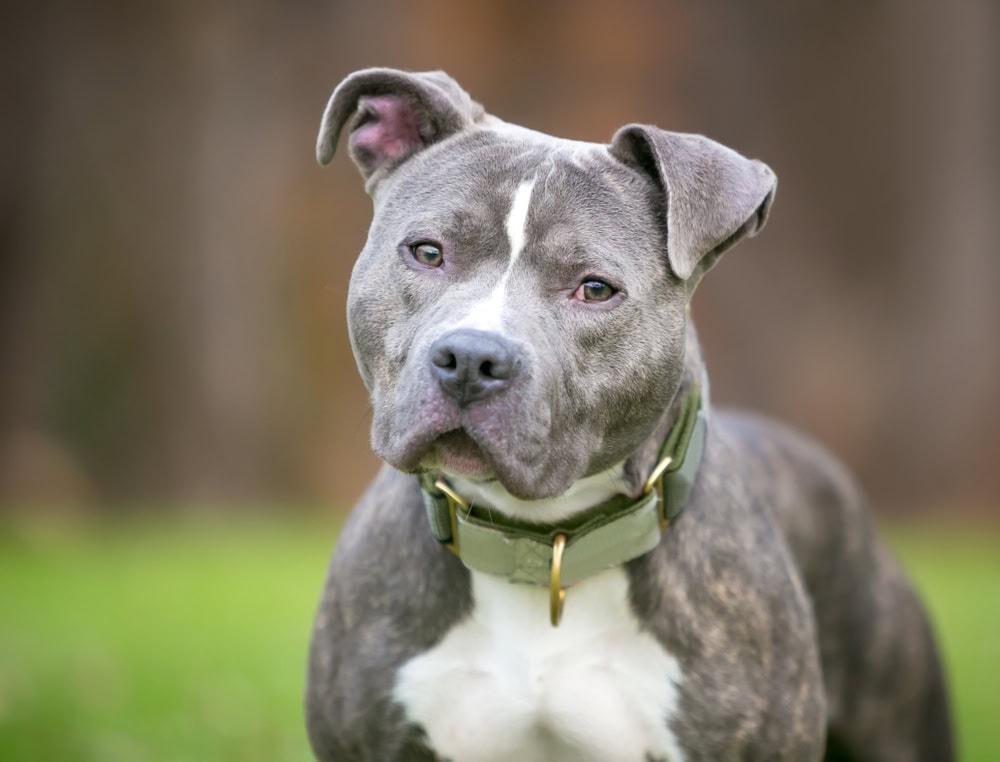dog with hazel eyes