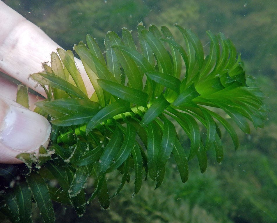 echeria densa anacharis