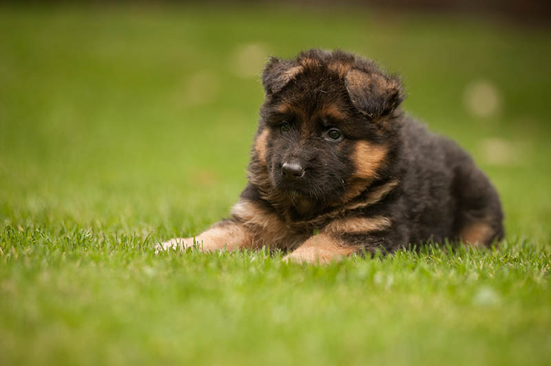 king shepherd puppy lying on the grass