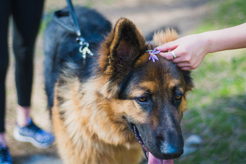 King Shepherd with flower on its head