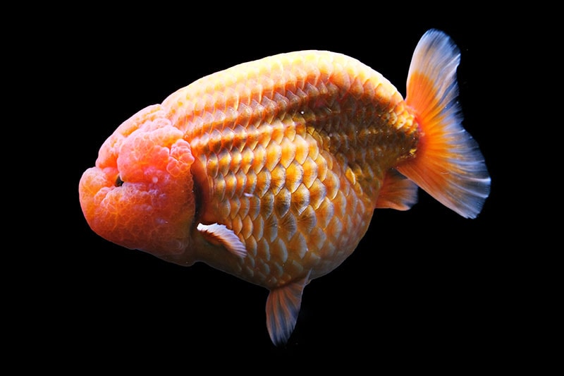 orange lionchu ranchu goldfish in black background
