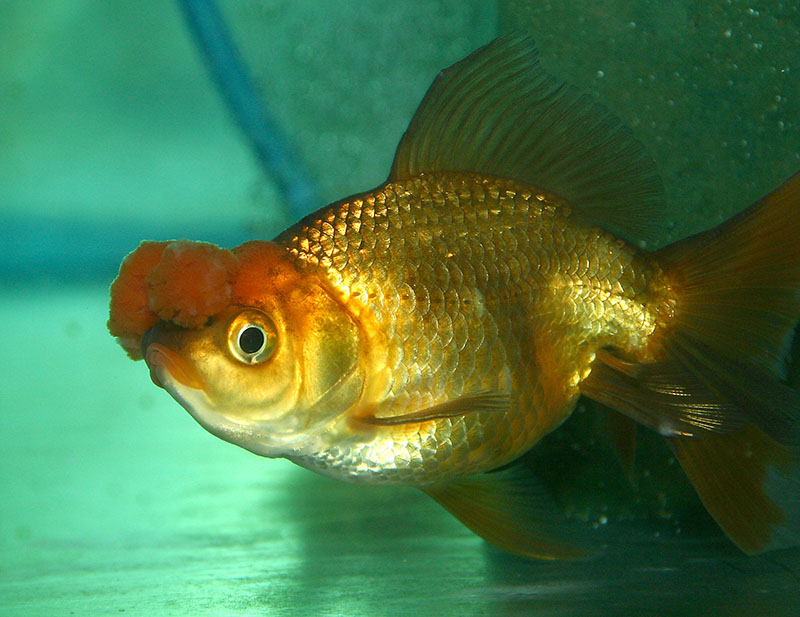 pompom goldfish inside the tank