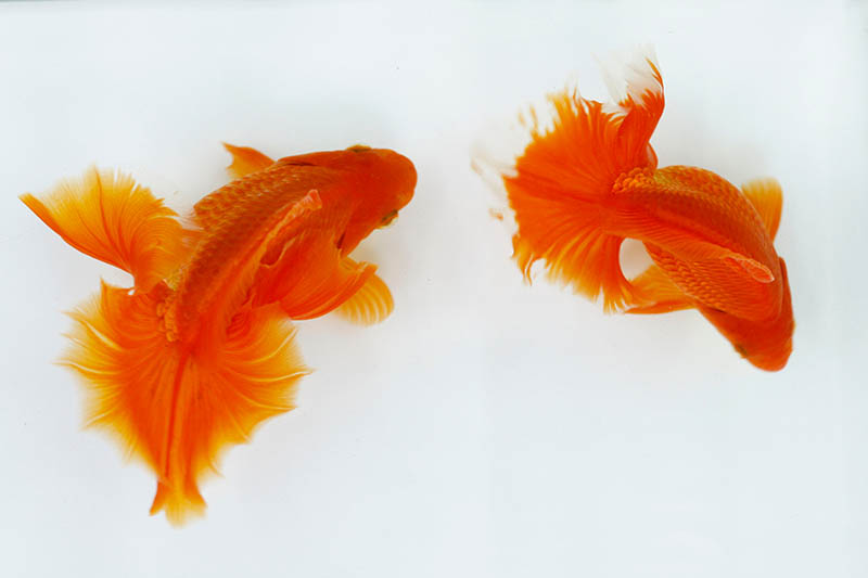 top view of two Tosakin Goldfish in white background