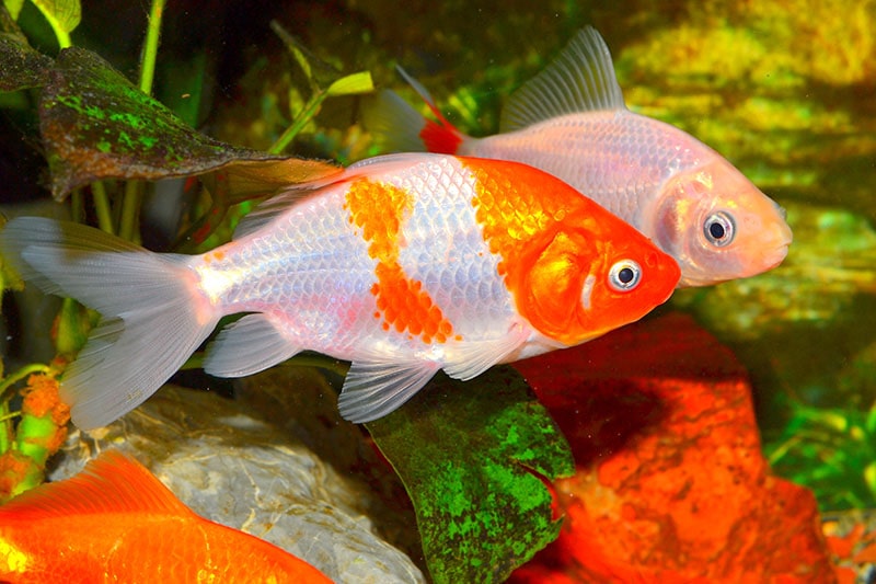 two orange and white Japanese Wakin goldfish in the aquarium