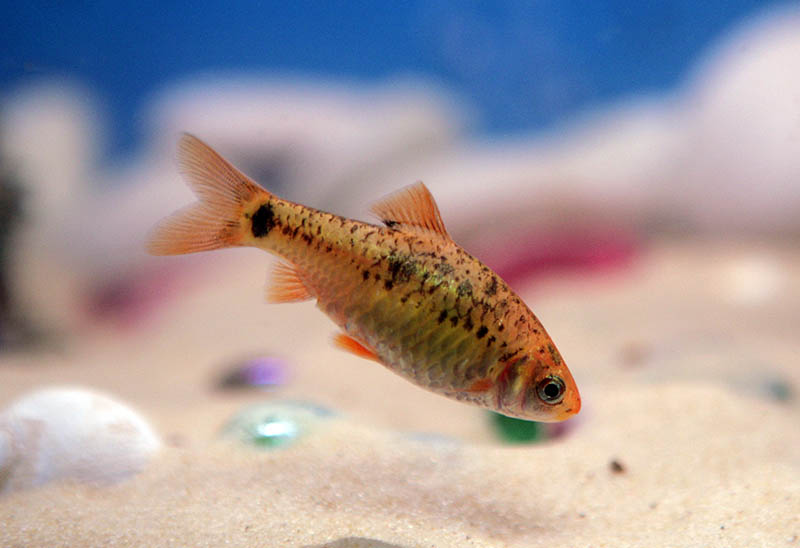 watonai goldfish at the bottom of the tank