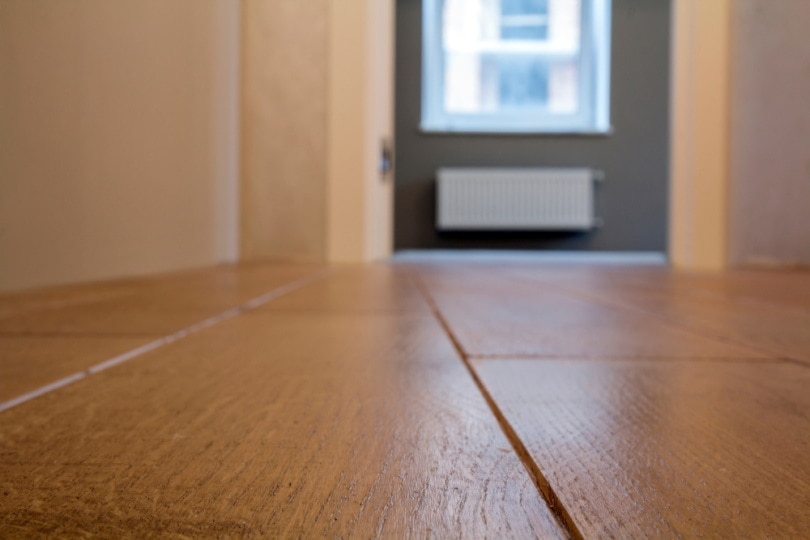 A dog's perspective of an empty room
