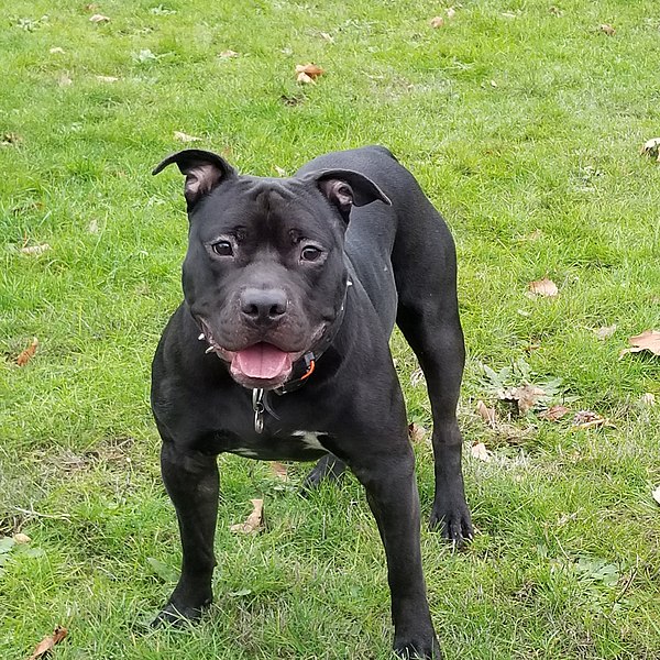 Voodoo the pitbull