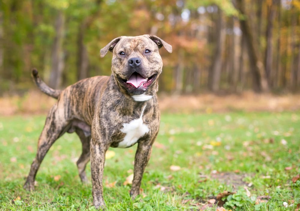 brindle mixed pit bull terrier standing outdoor