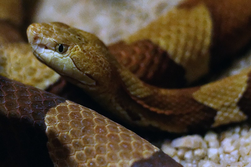 copperhead snake