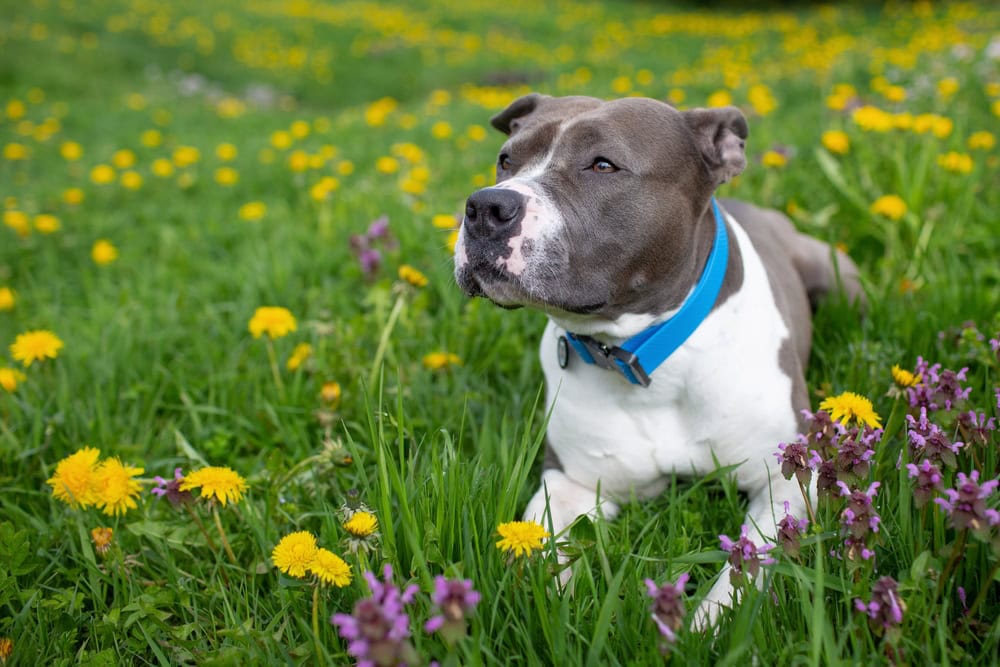english staffordshire bull terrier laying on grass between flowers