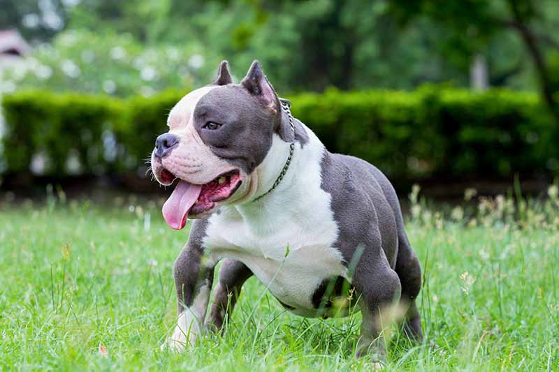 gotti pitbull standing on lawn