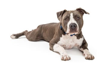 Why Is My Dog Leaking Urine When Lying Down? Canine Biology Explained