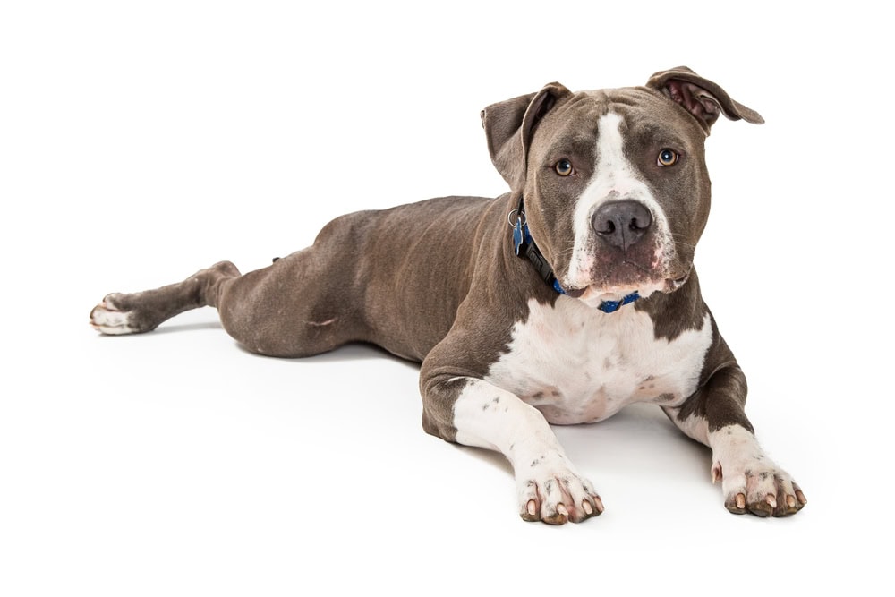 grey brown and white pit bull terrier laying down with a white background