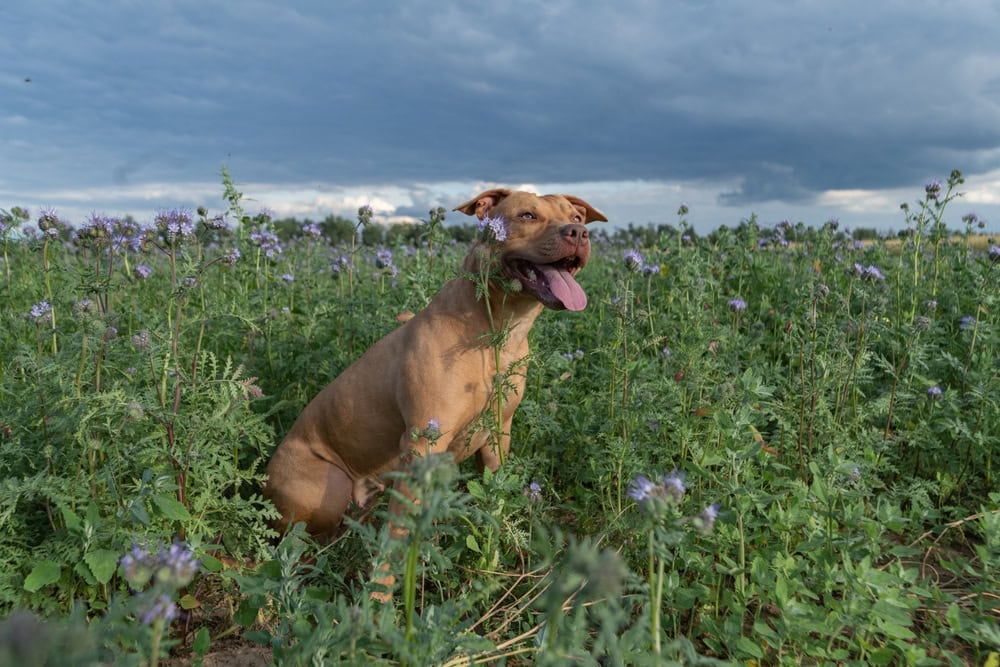 pit bill terrier sitting in a field