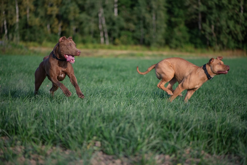 two pit bulls playing in a field