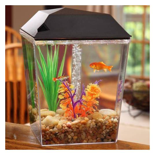 Aqua Culture 1 Gallon Aquarium Tank Starter Kit