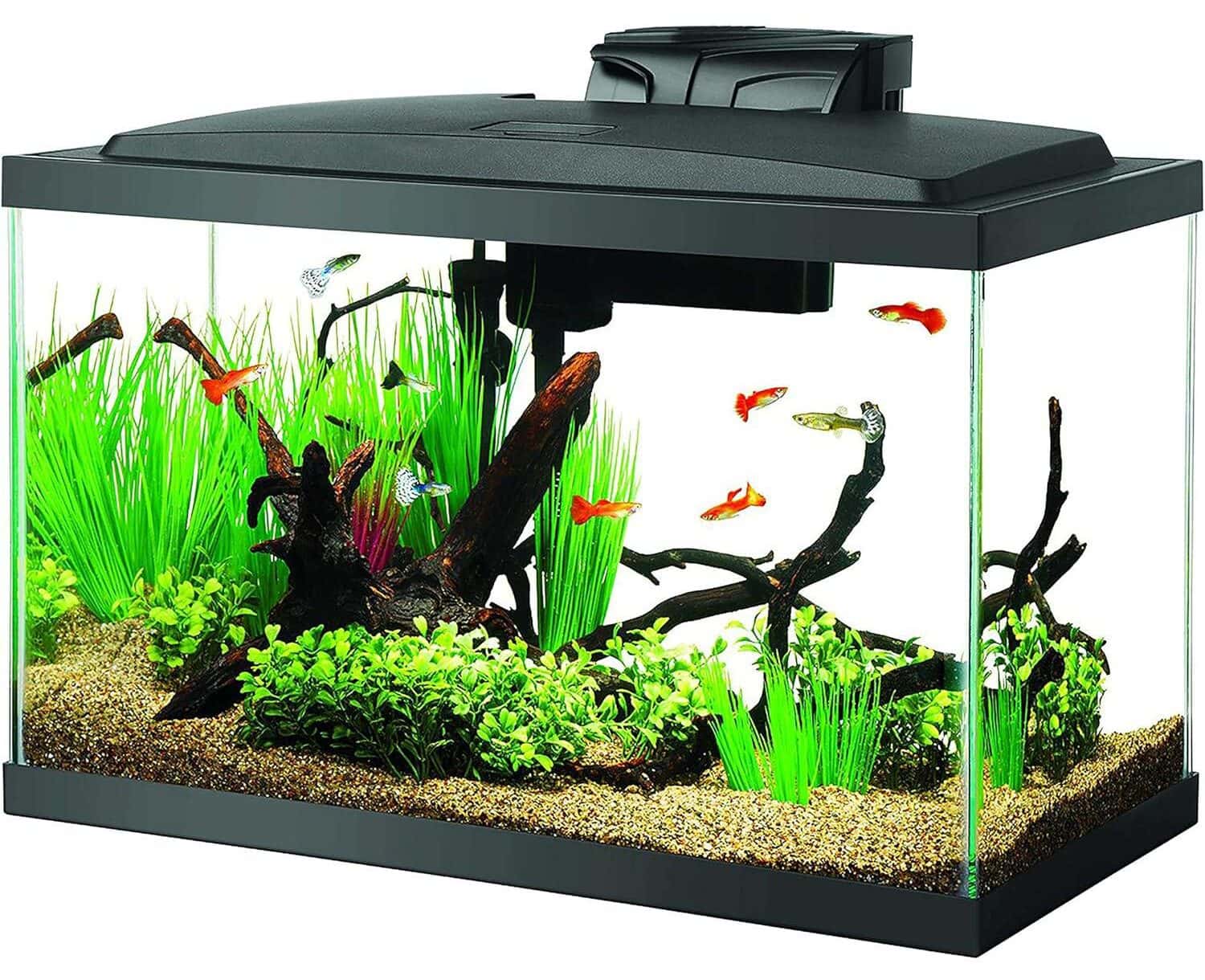 Aqueon LED Fish Aquarium Starter Kit