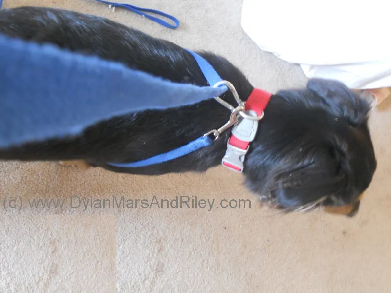 Around-the-House Pet Harness- Pet helpful