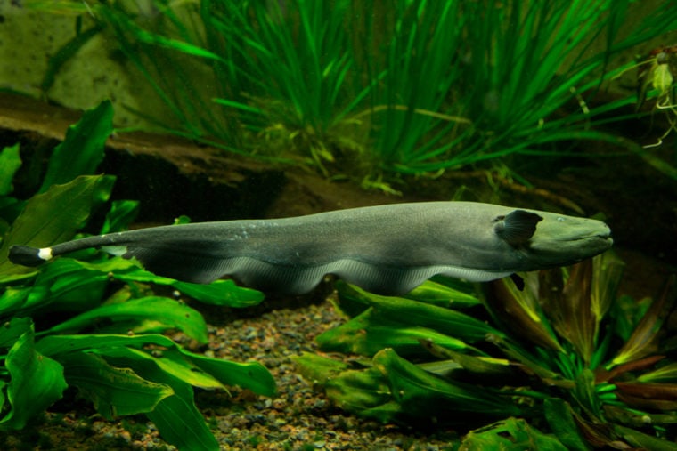 Black Ghost Knifefish: Care Guide, Behavior & FAQs | Hepper Pet Resources