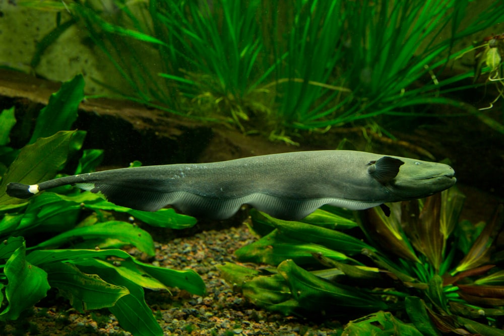 Black Ghost Knifefish