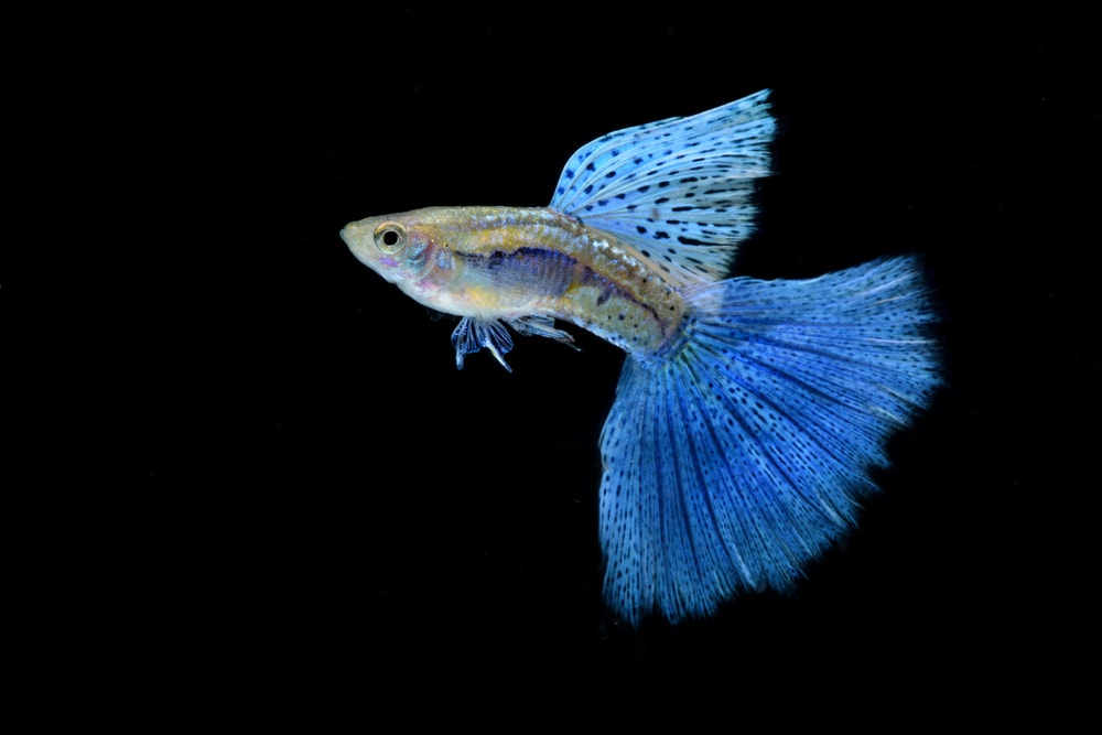 Blue Grass Guppy isolated on Black