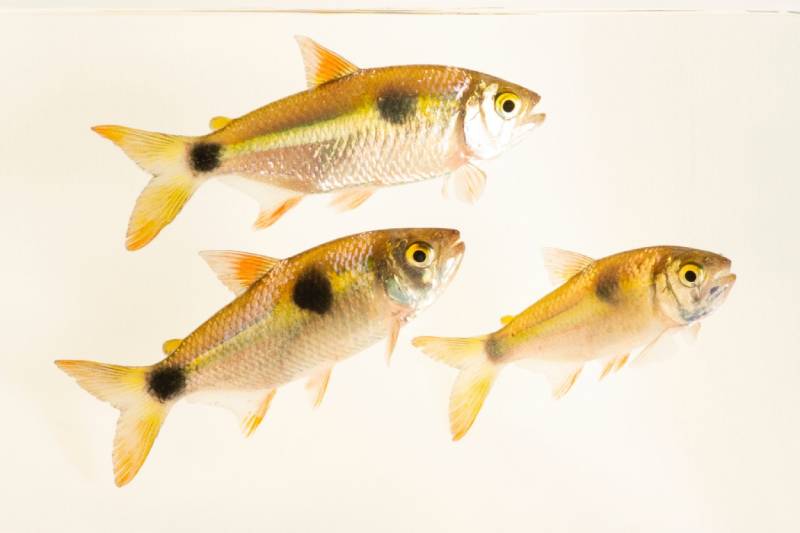 Bucktooth tetra and white background