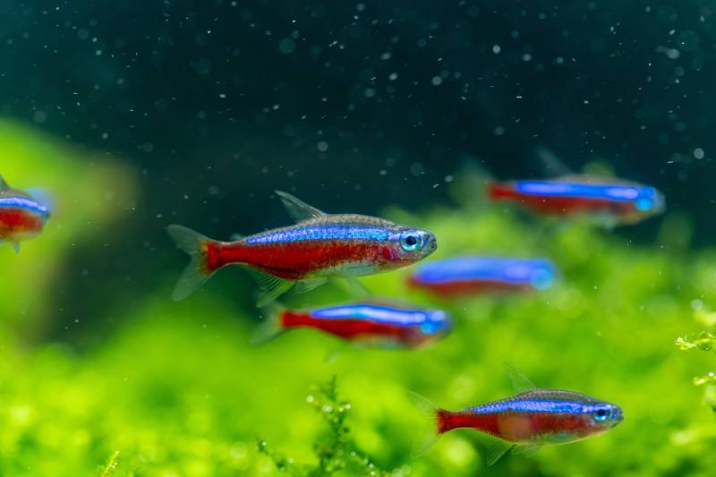 neon tetra lampfish with a shining blue-red stripe on black background