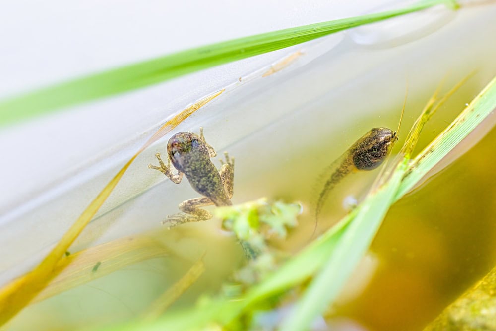 Closeup macro of two small Virginia treefrog tadpoles swimming in aquarium