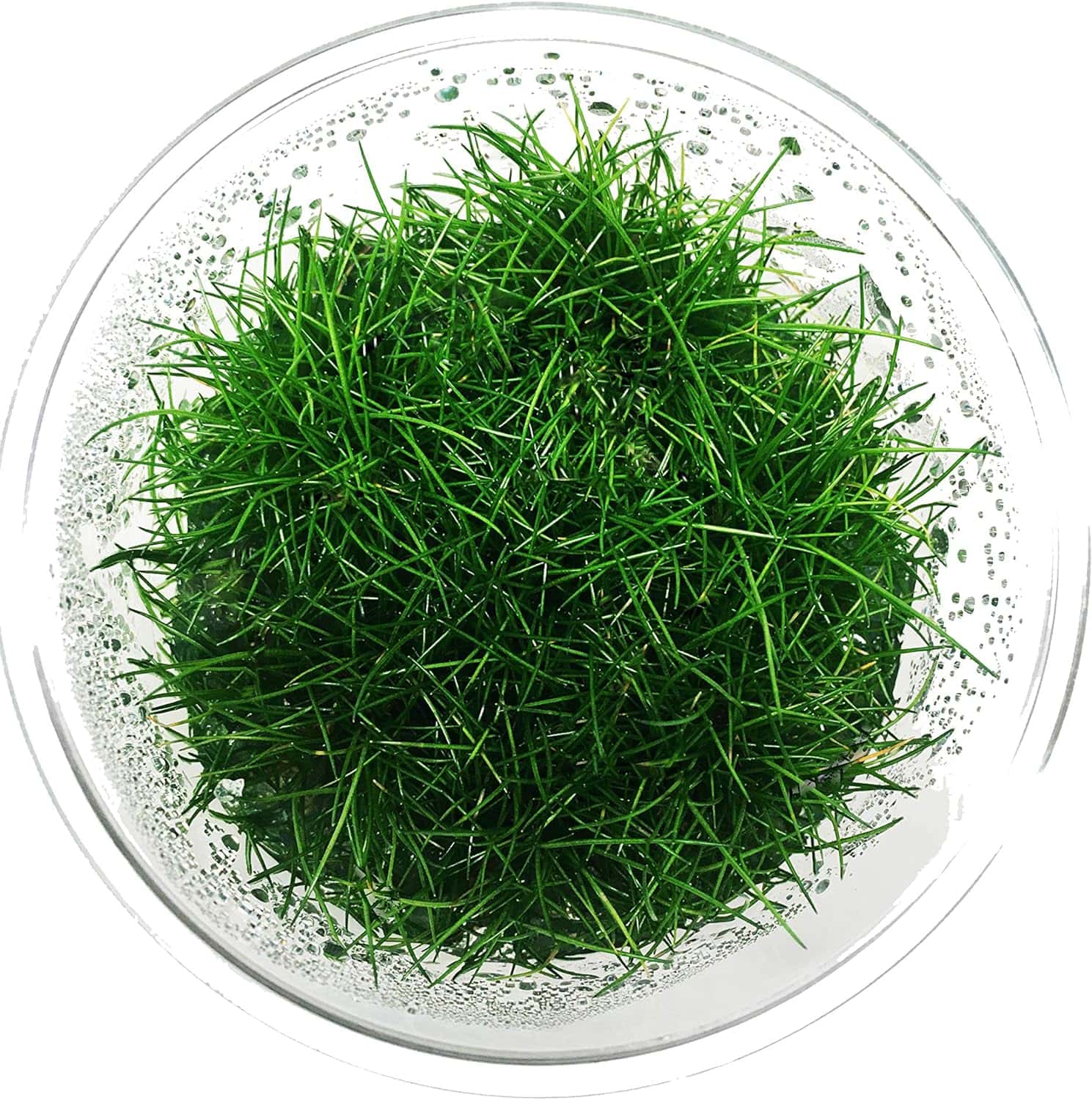 Dwarf Hairgrass