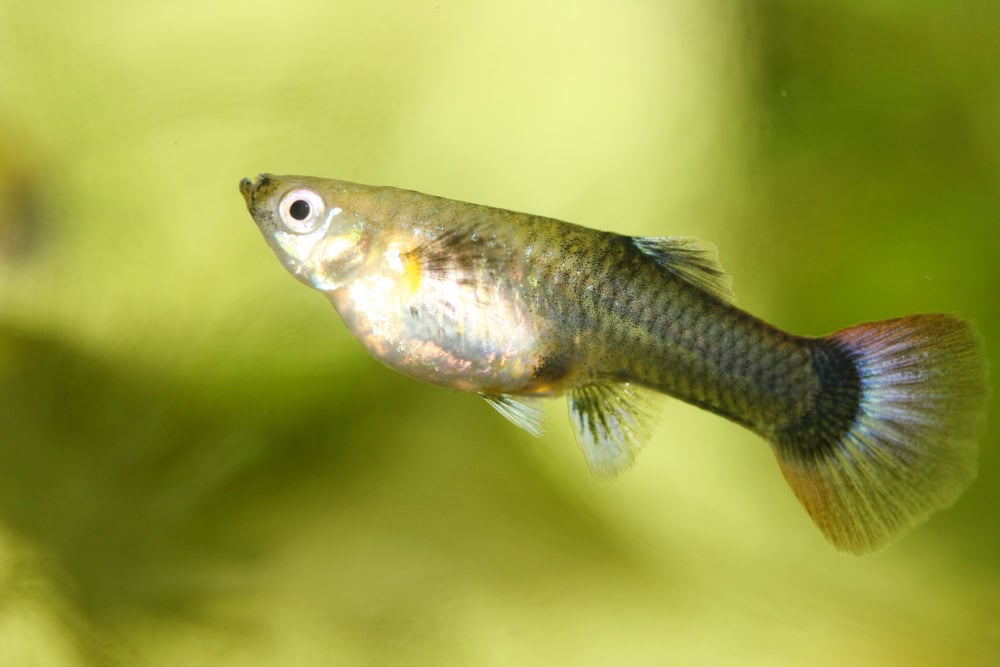 Female Guppy