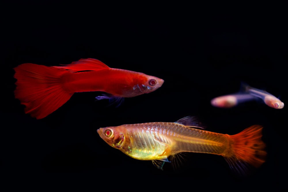 Full red guppies