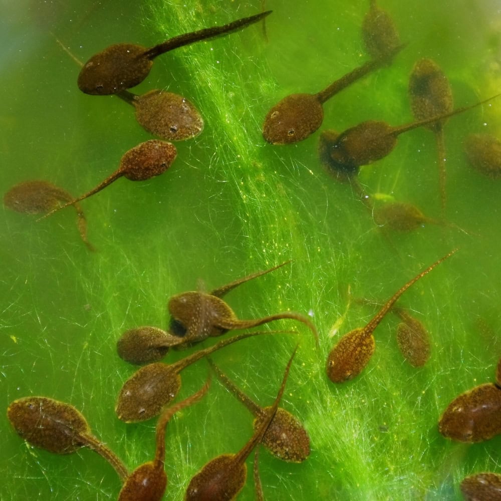 Group of tadpoles eating algae