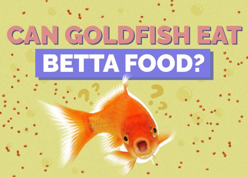Hepper_Can GoldFish Eat_Beta Food